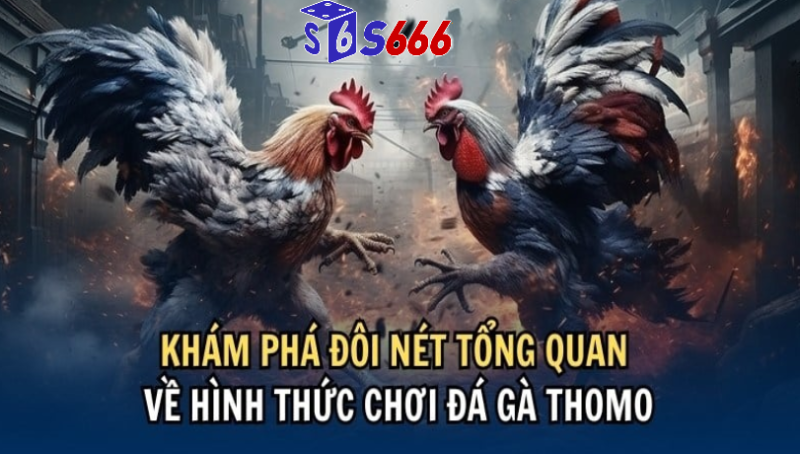 Cách đặt cược đá gà cựa sắt thomo tại s666