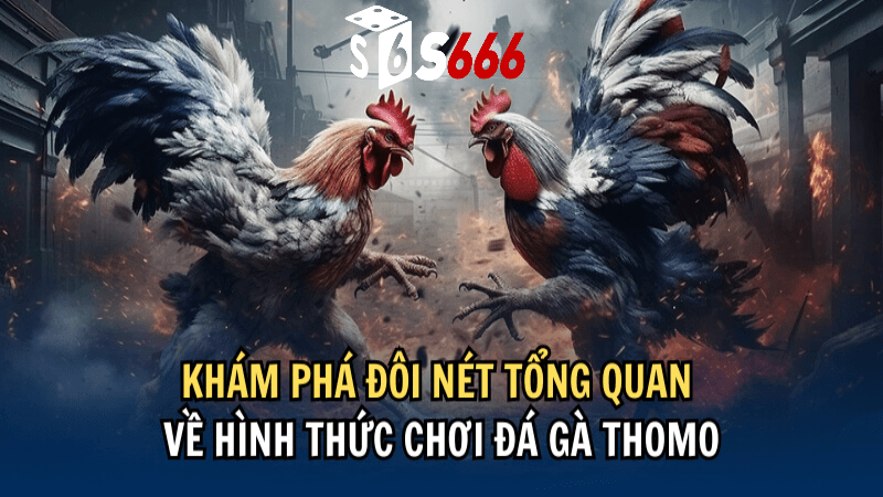 Cách Thực Hiện Đá Gà Tại Nhà Cái S666