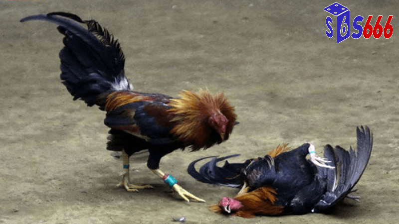 Chiến thuật và kinh nghiệm trong đá gà trực tiếp